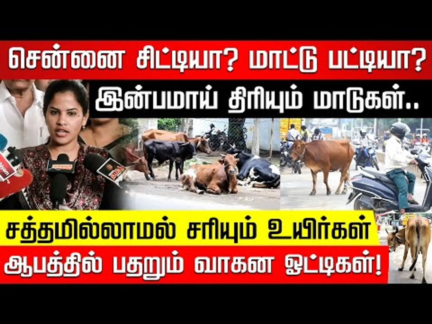சென்னை சிட்டியா? மாட்டுப் பட்டியா? ரோடெங்கும் மாடுகள்! குலைநடுங்கும் மக்கள்! | Nakkheeran TV