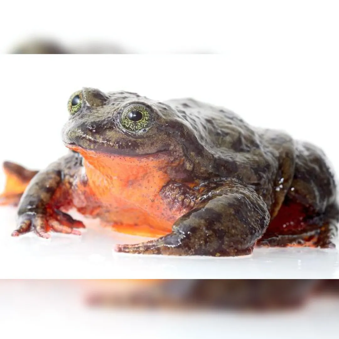 Frog