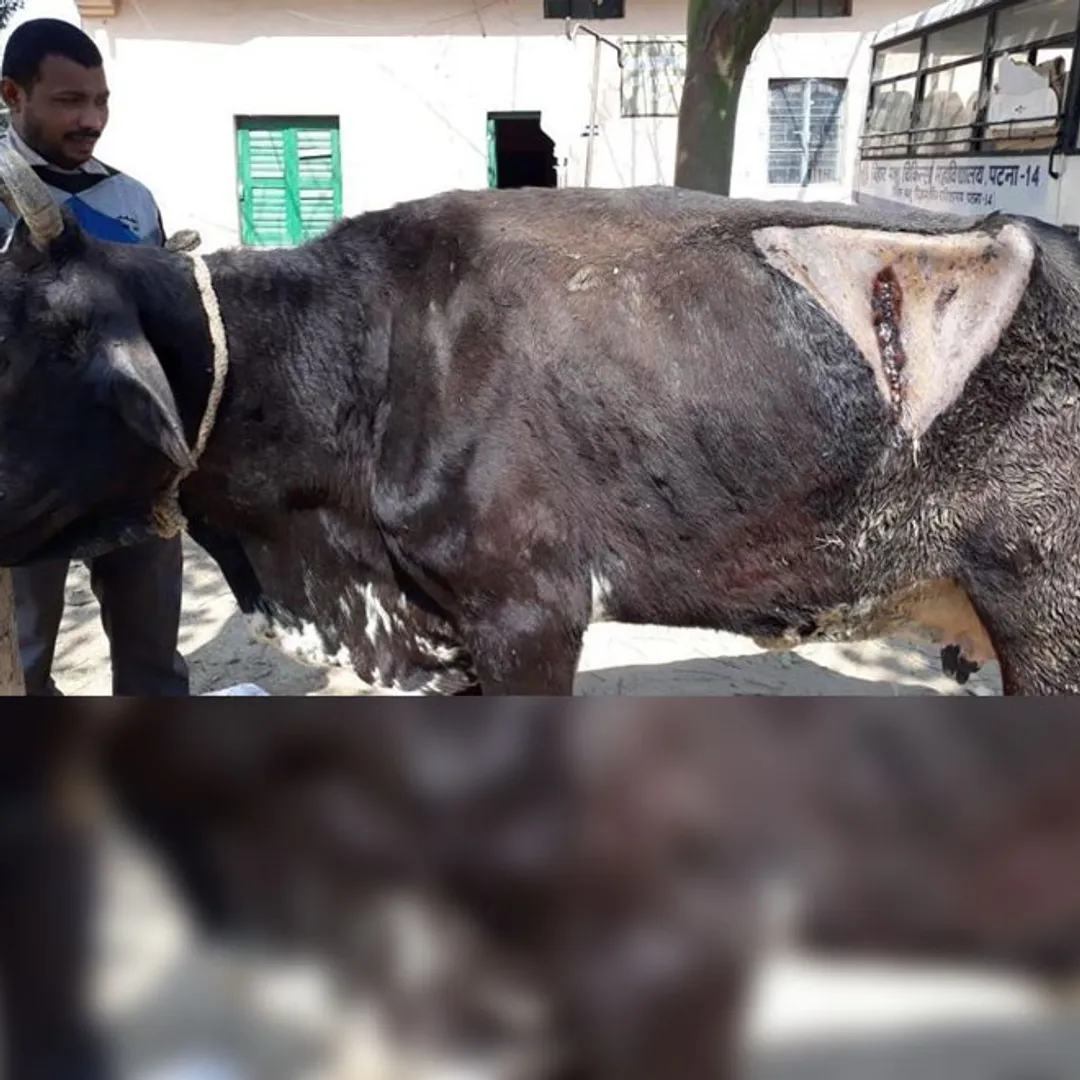 Cow