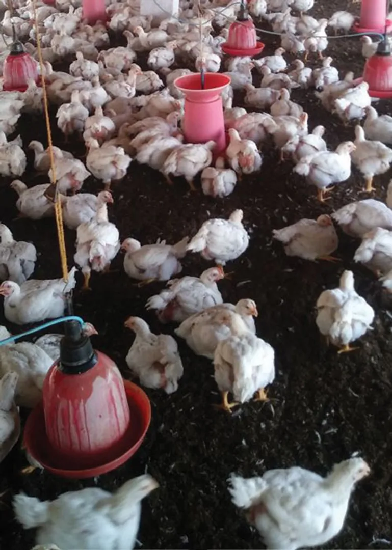 chicken