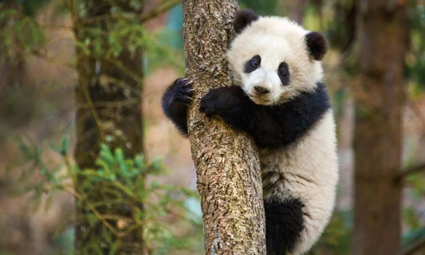 Cute Panda climbing