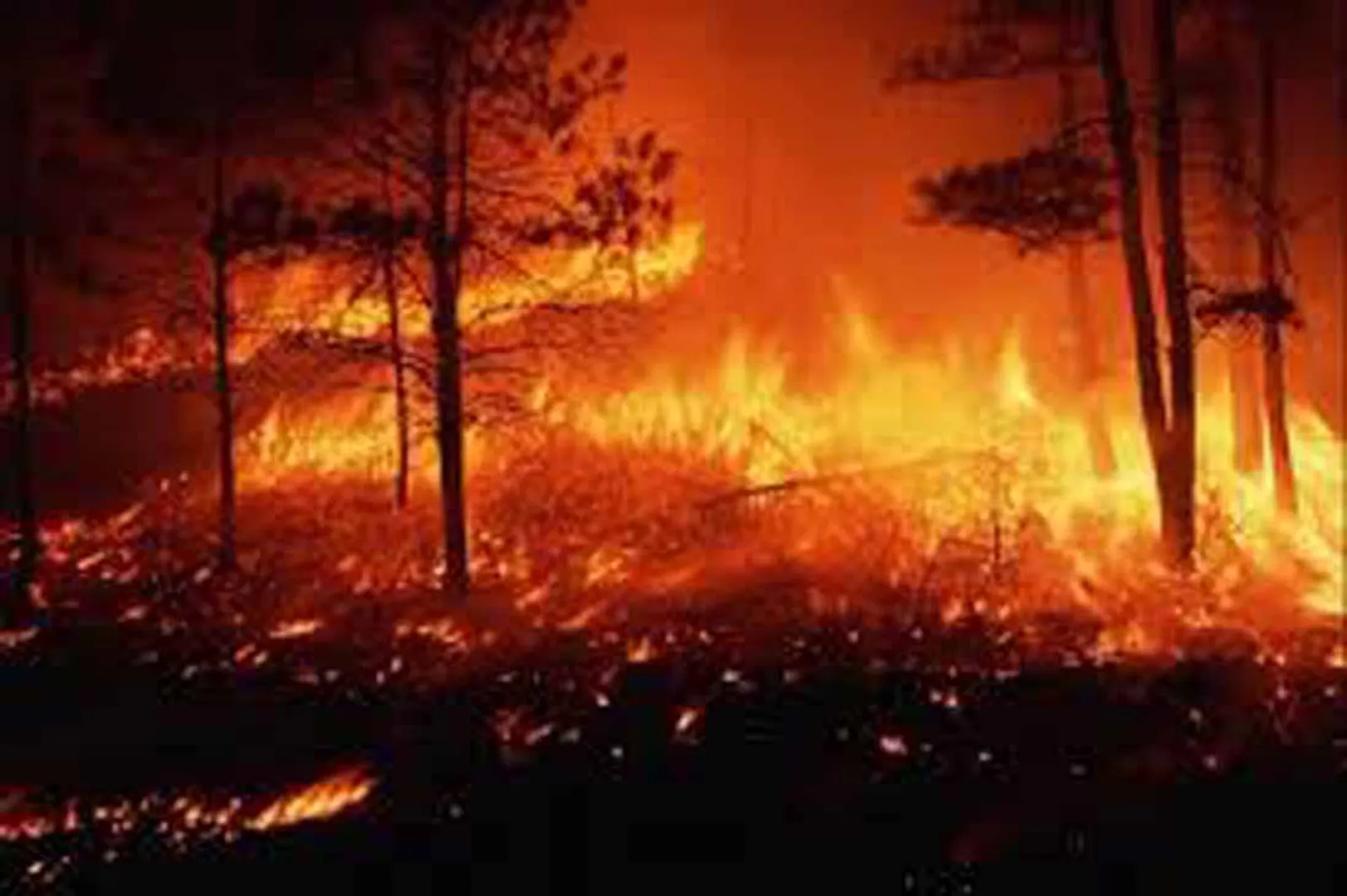 Forest fires