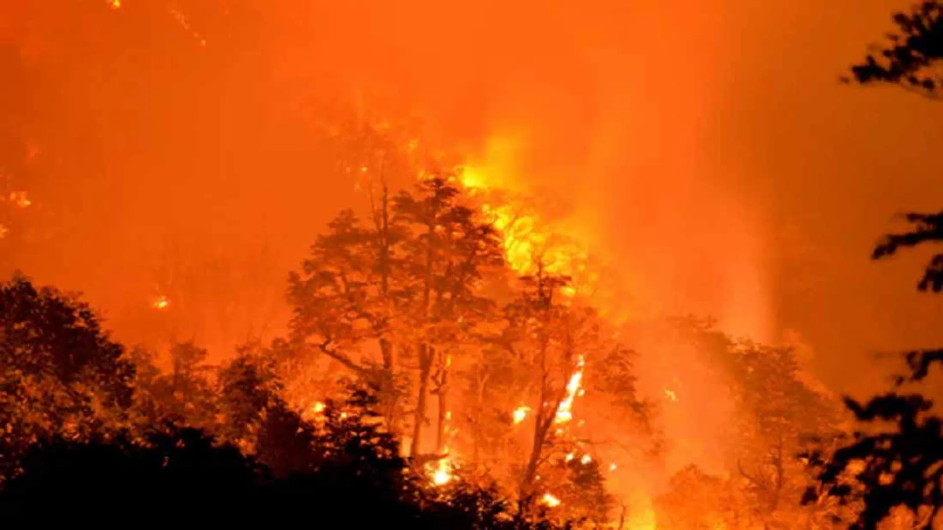 Forest Fire