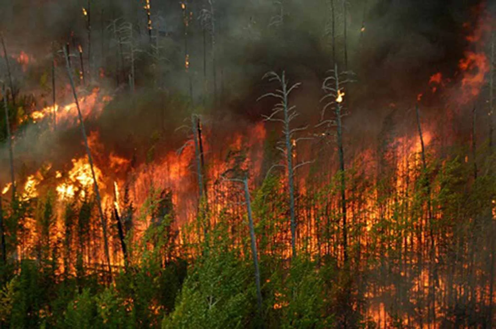 Forest Fire