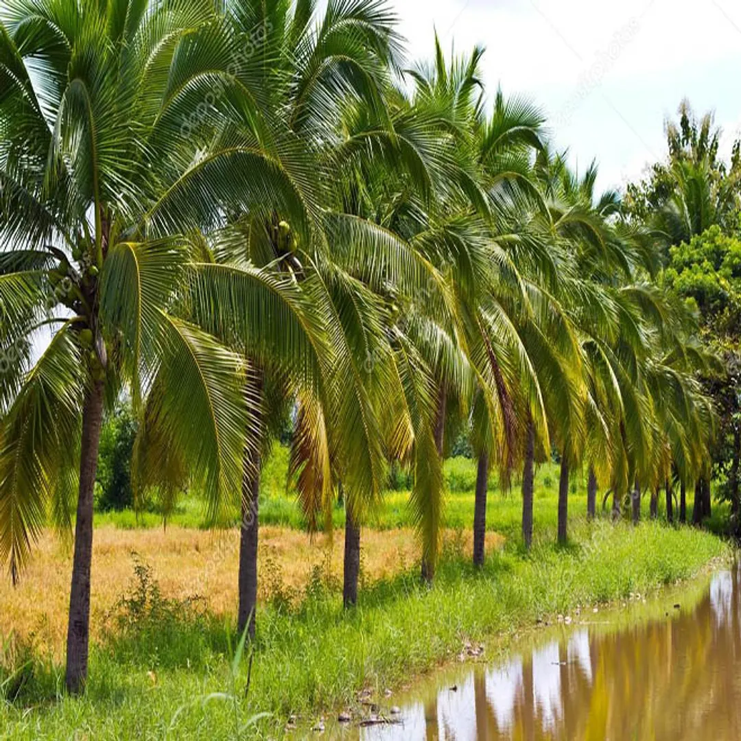 coconut-tree