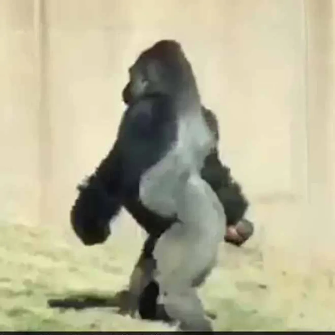 Gorilla
