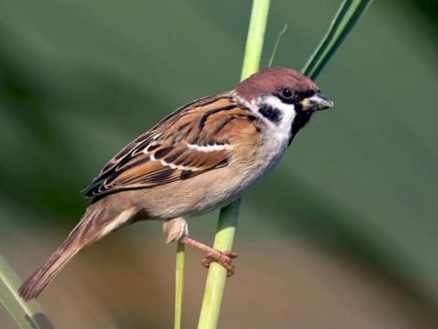 sparrow