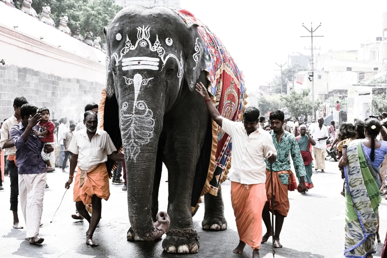 rukku elephant