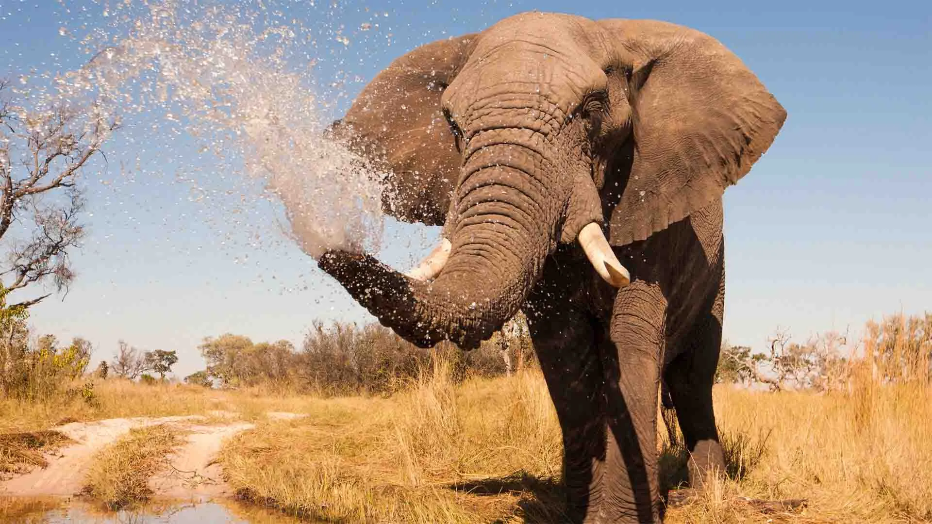 Elephant the king of jungle