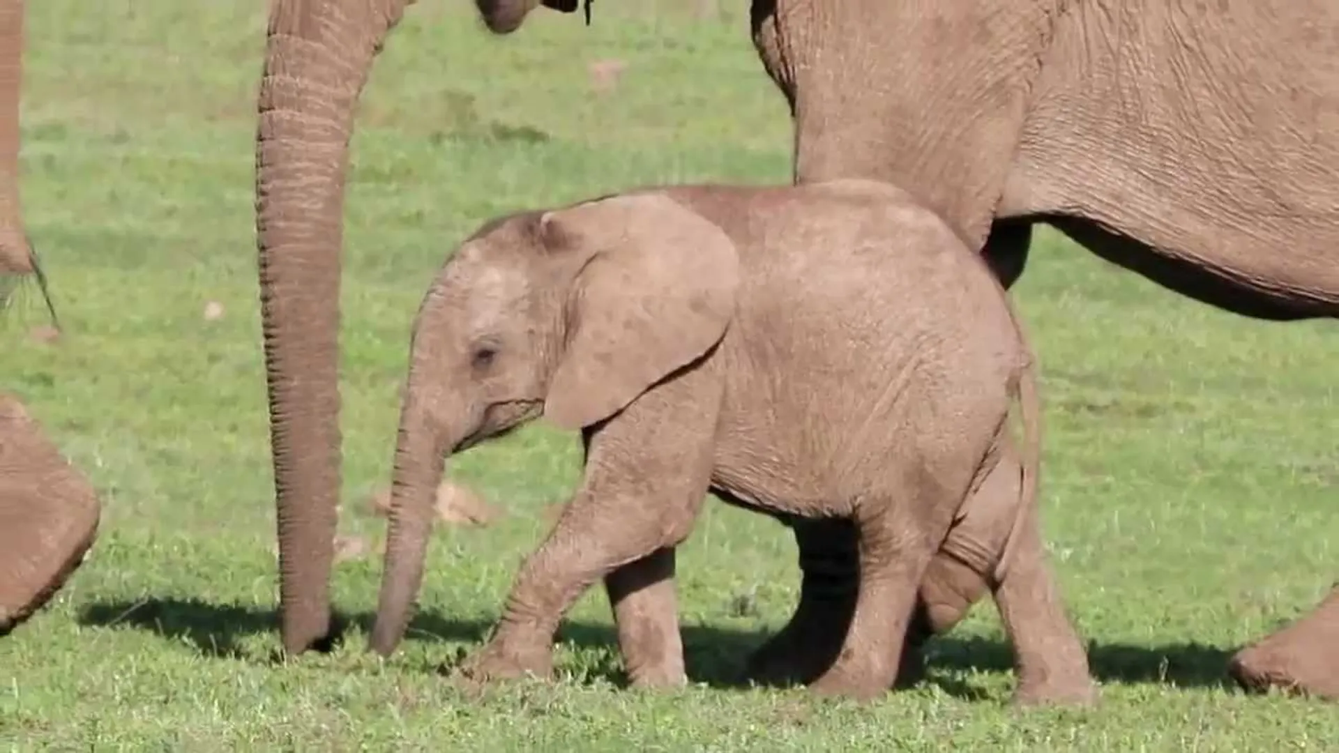 elephant