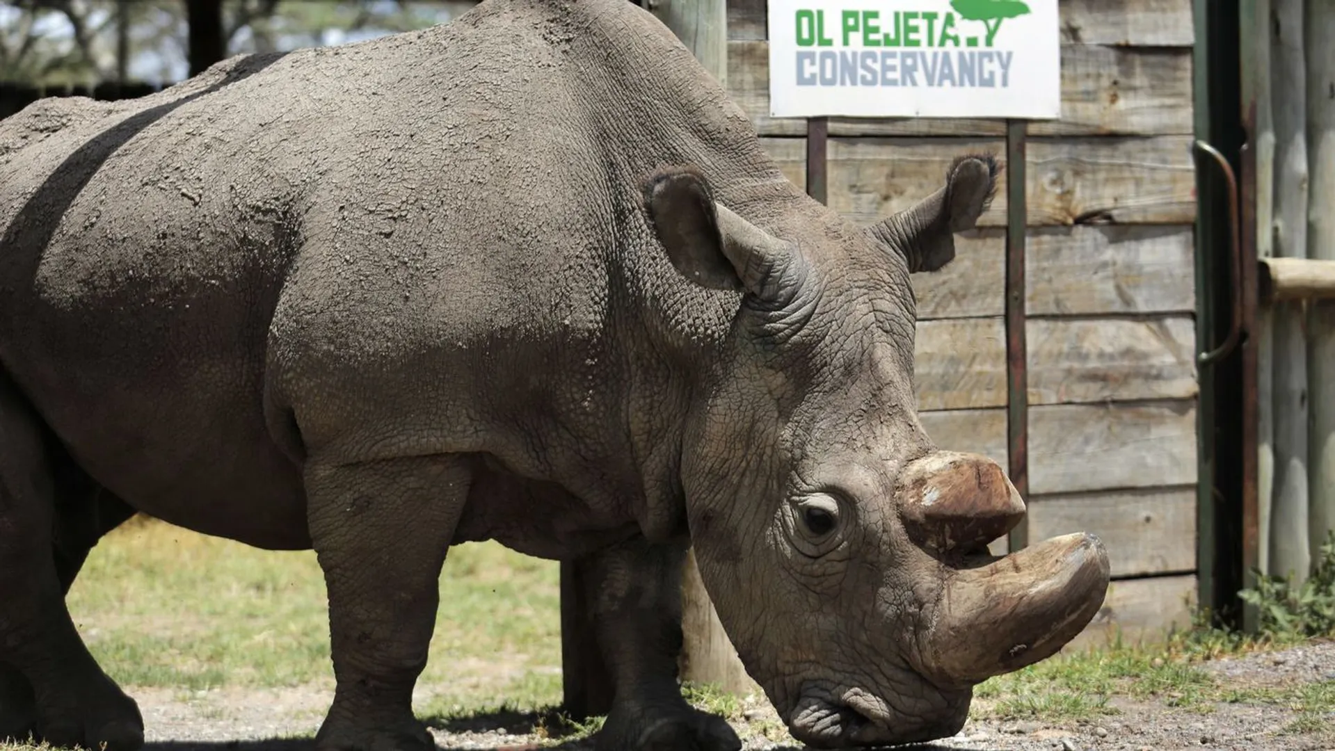 Sudan the last rhino