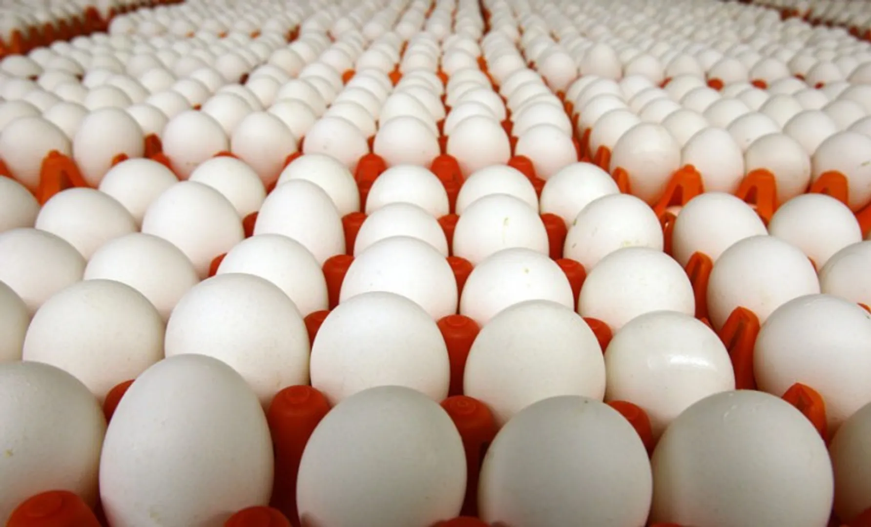 egg