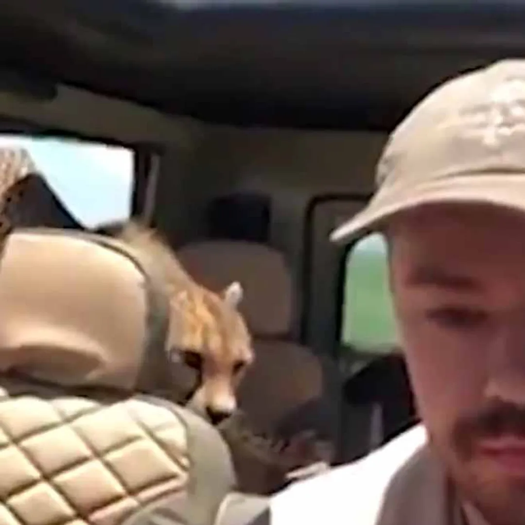Cheetah