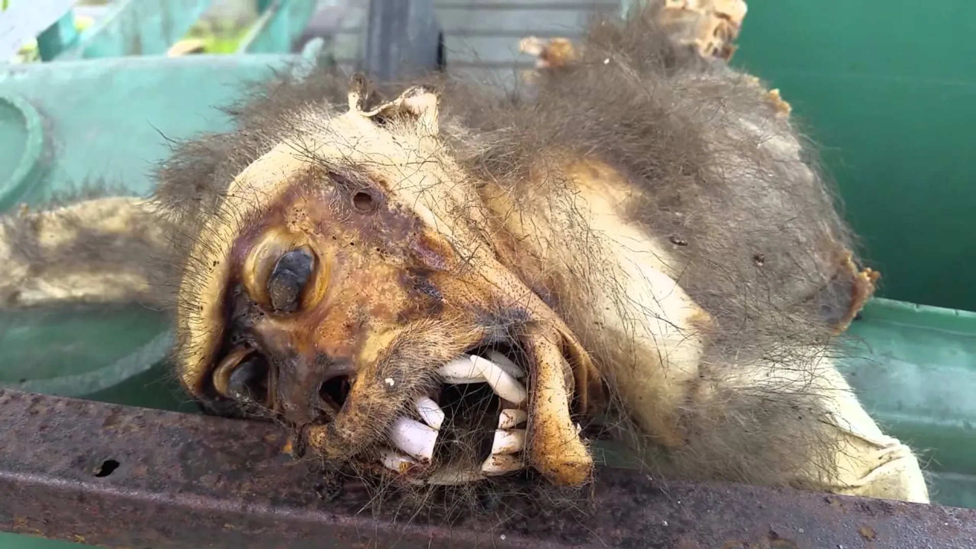 hundred monkey's dead just one weak