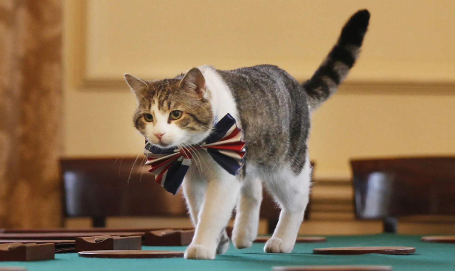 A restaurant for cats !!!