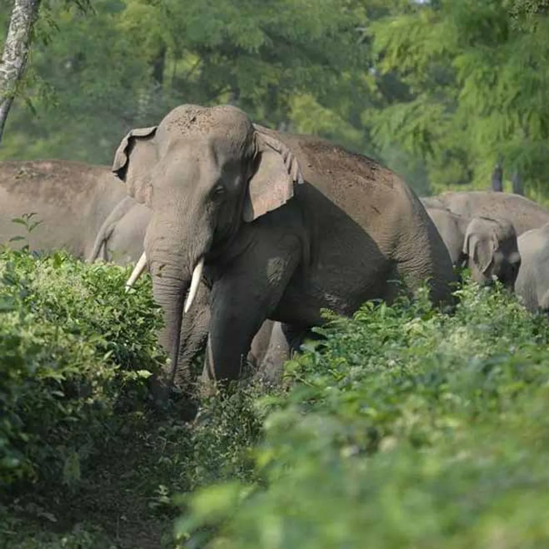 Elephant