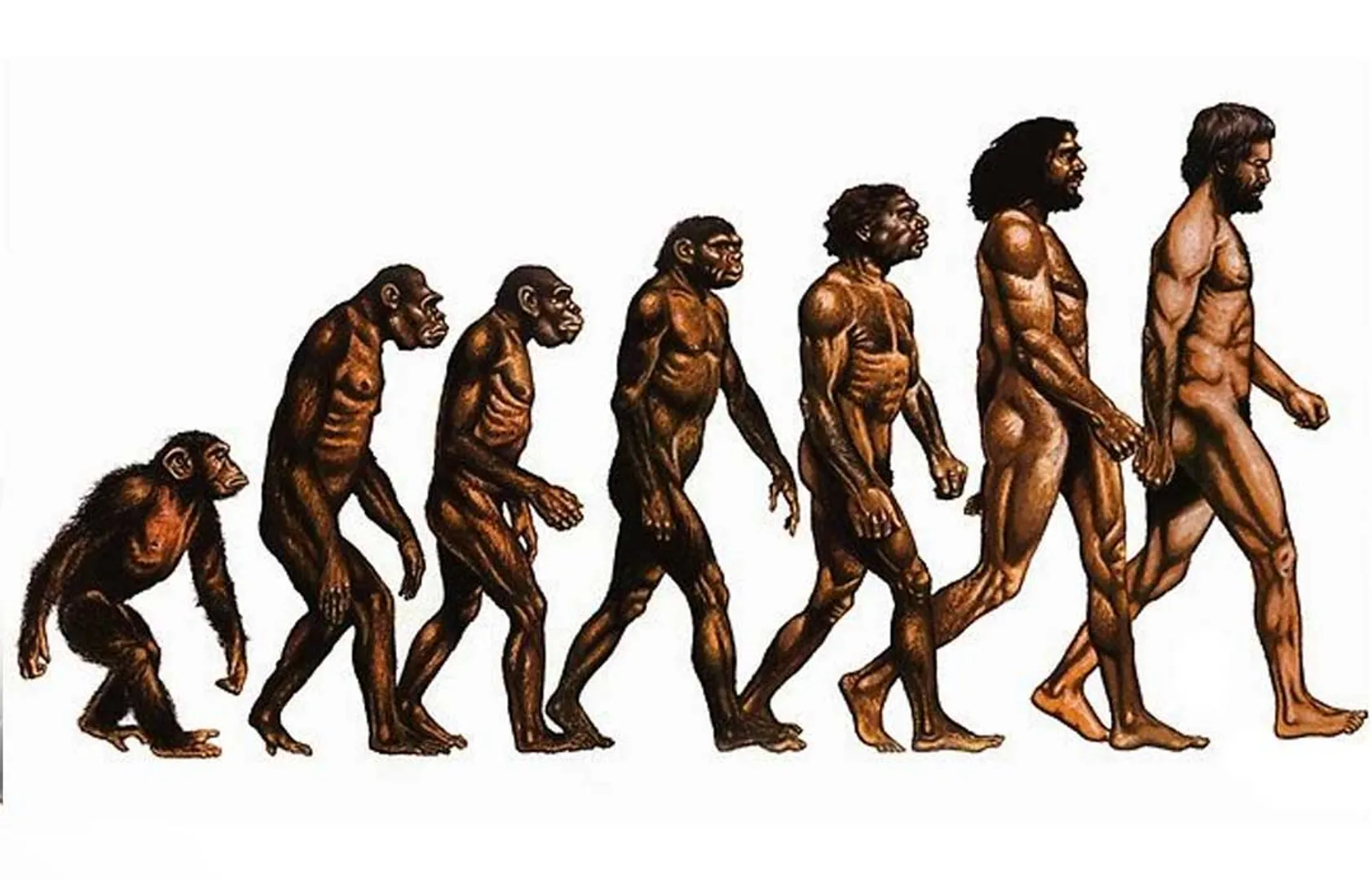darwin