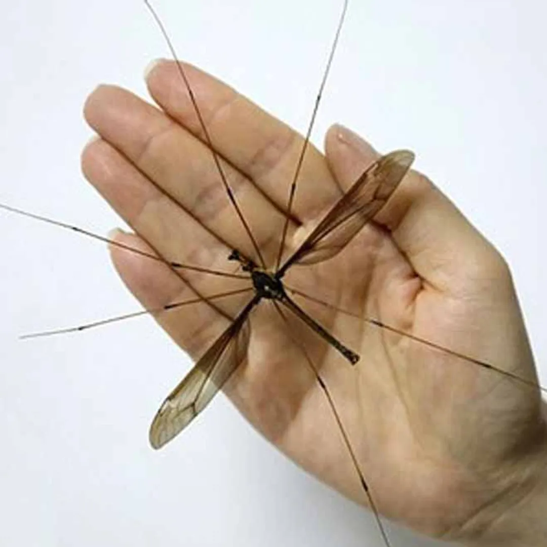 Mosquito