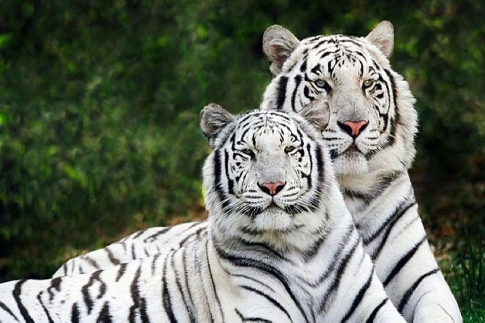vandalore zoo 