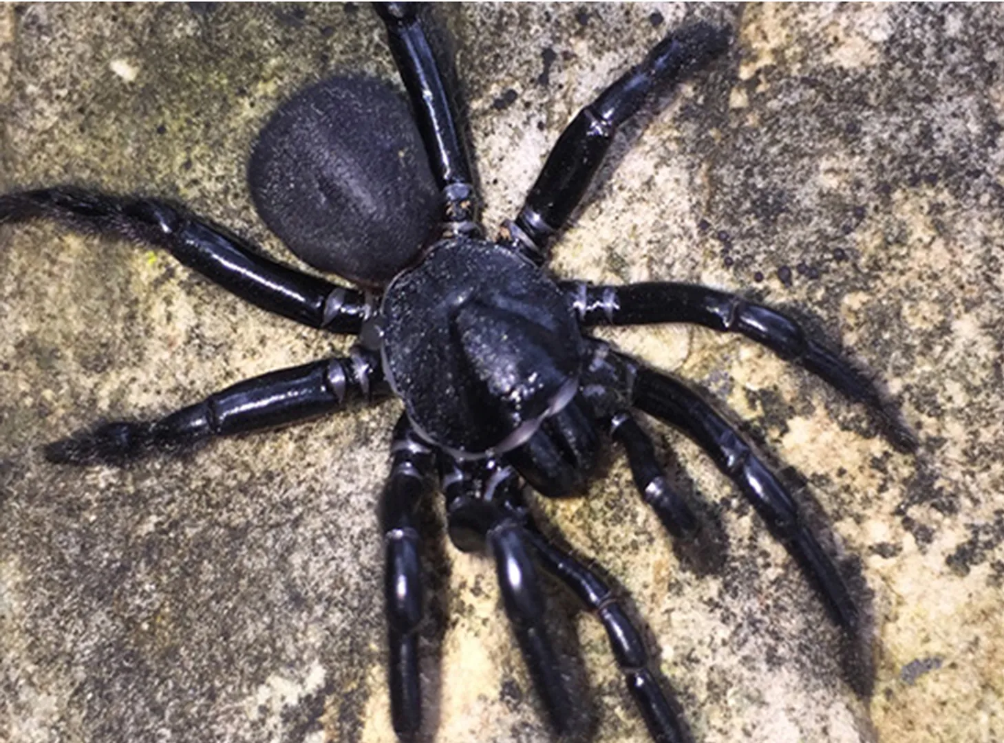 spider