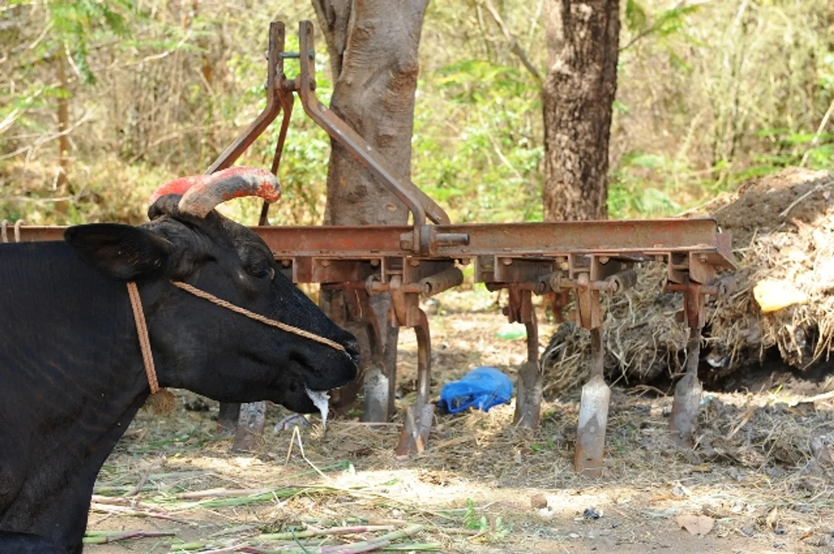 cow
