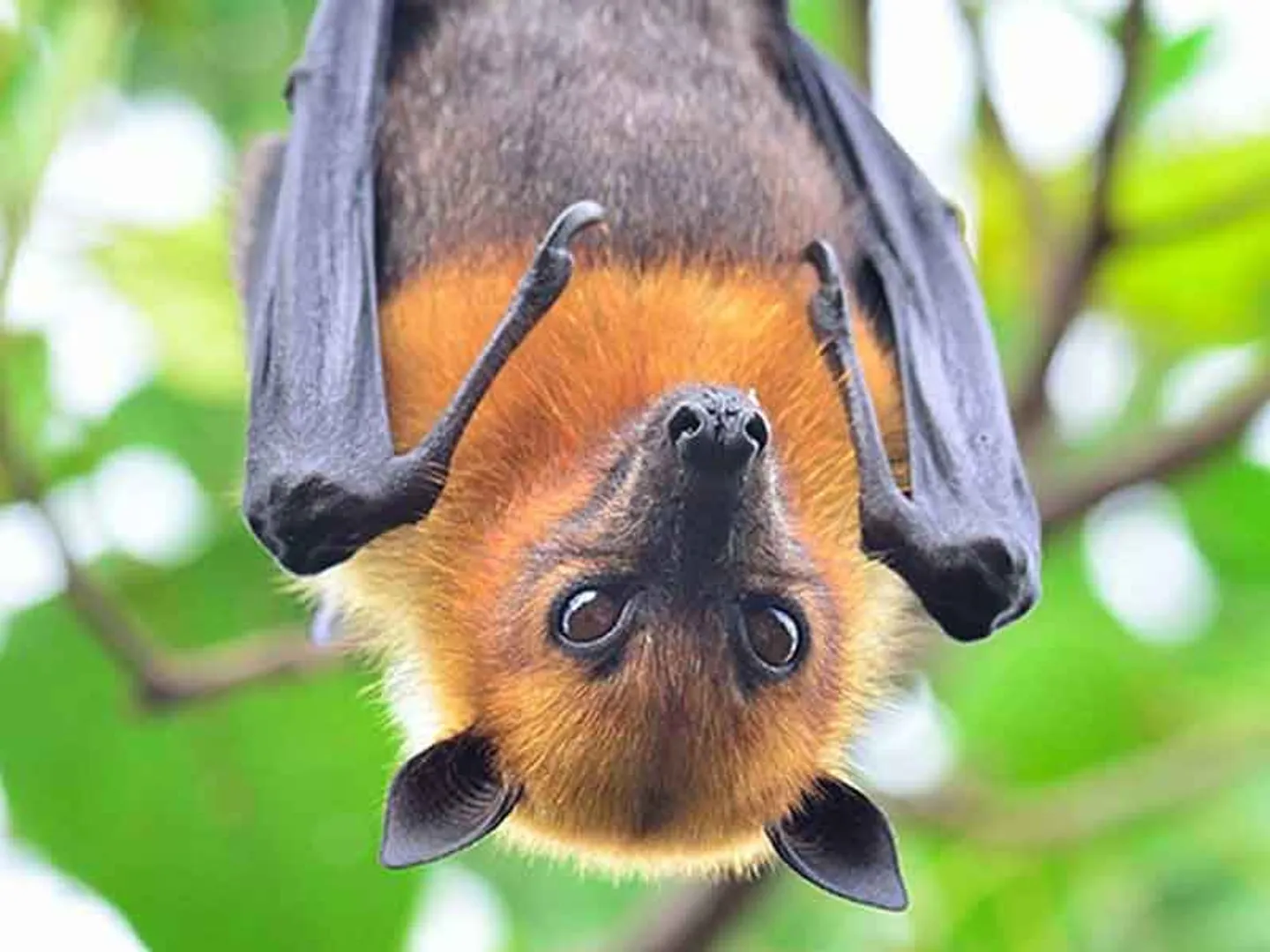 nipah virus
