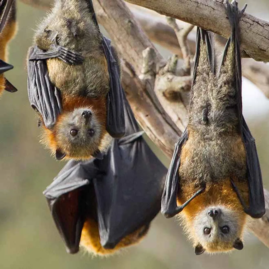 Bats