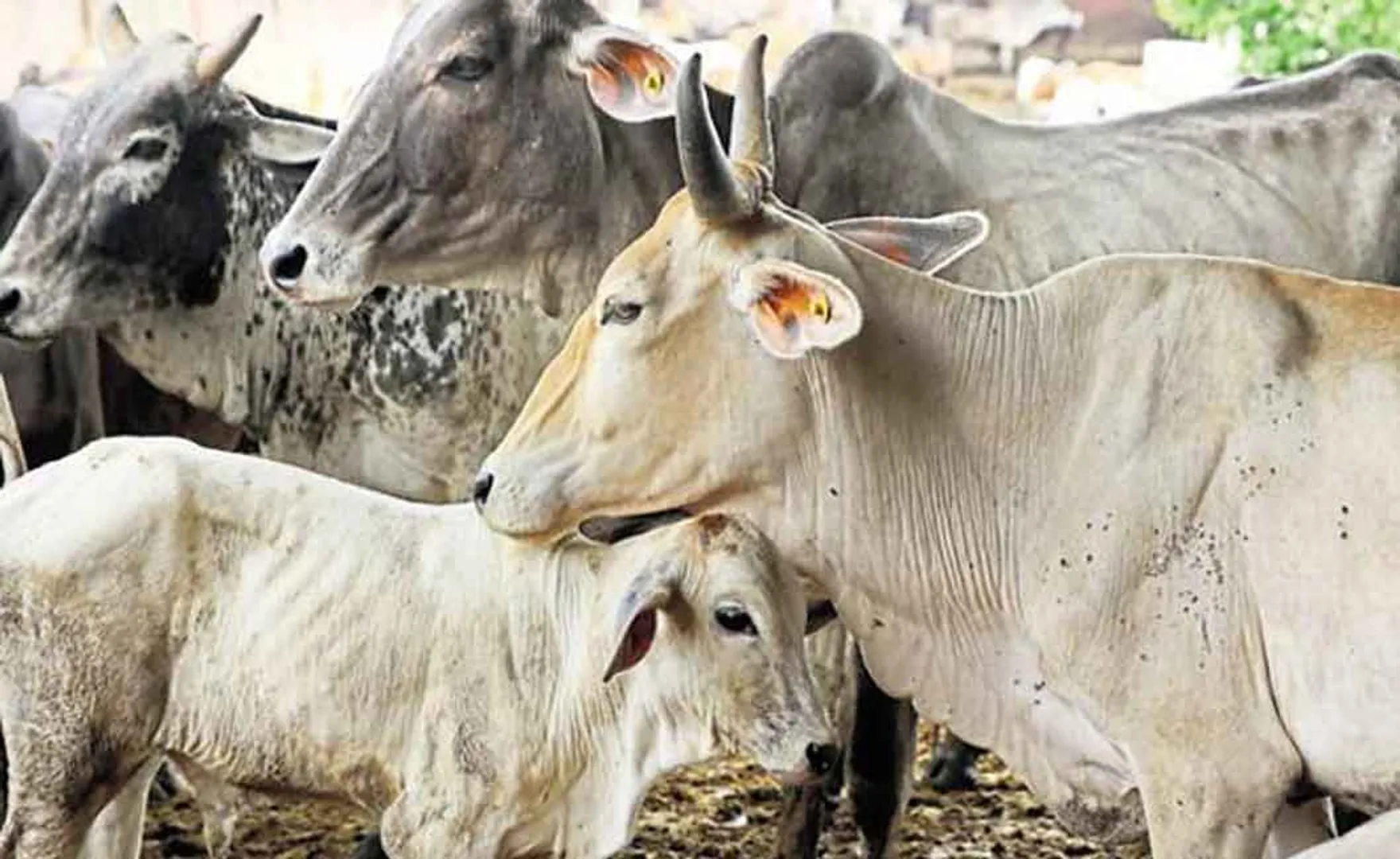 cow