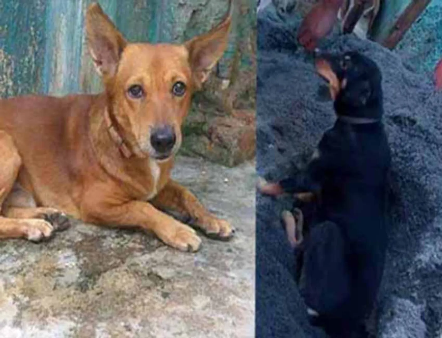 Dogs who are loyal to the boss