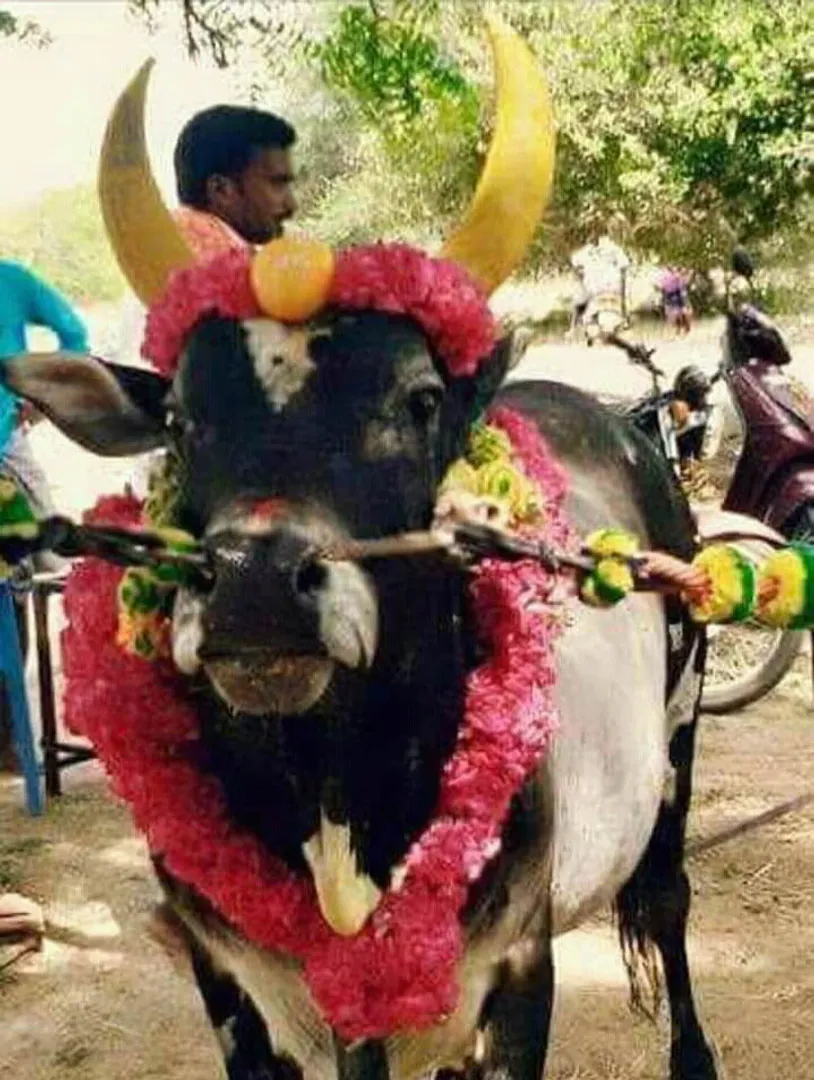 jalikattu