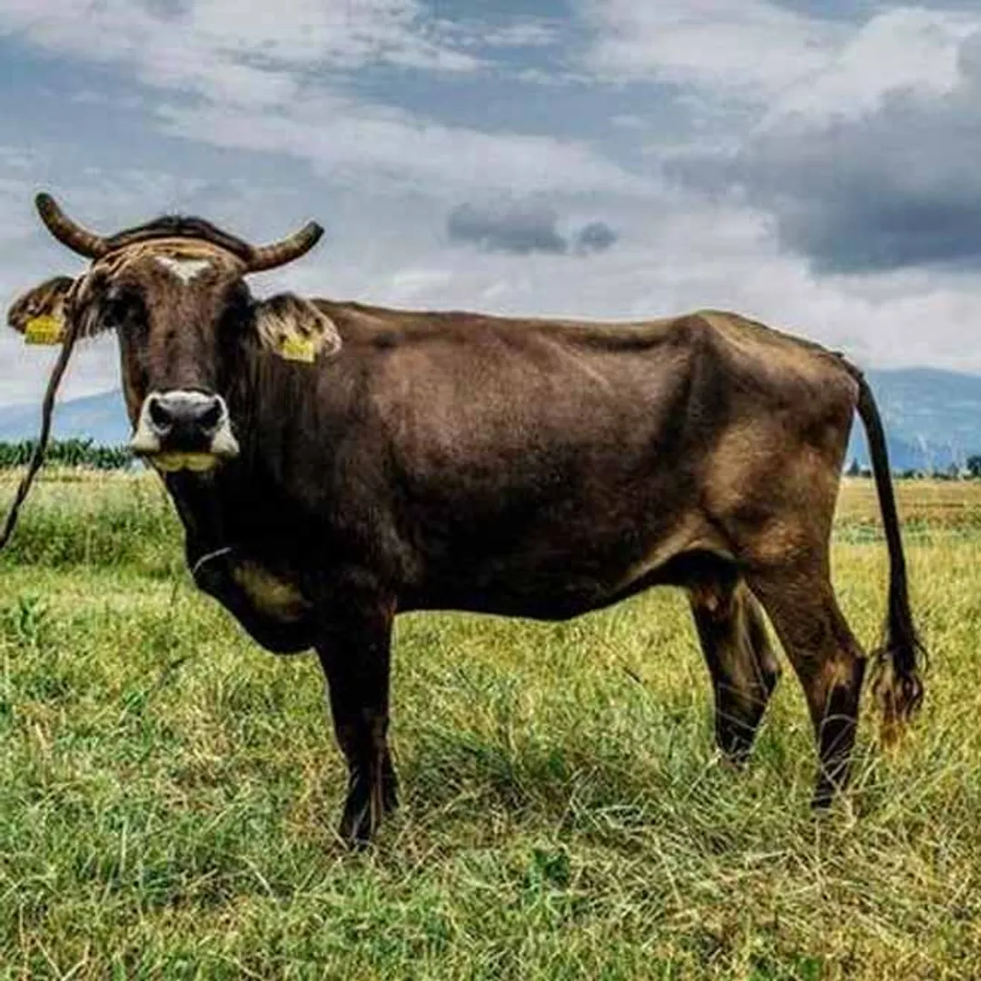 penkaa