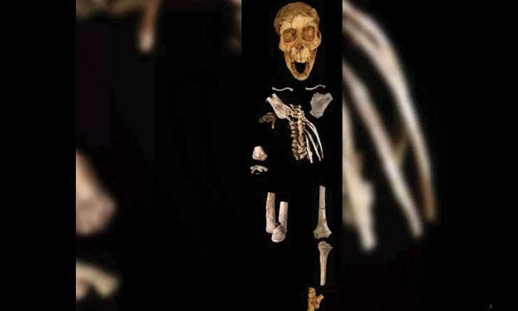 skeleton