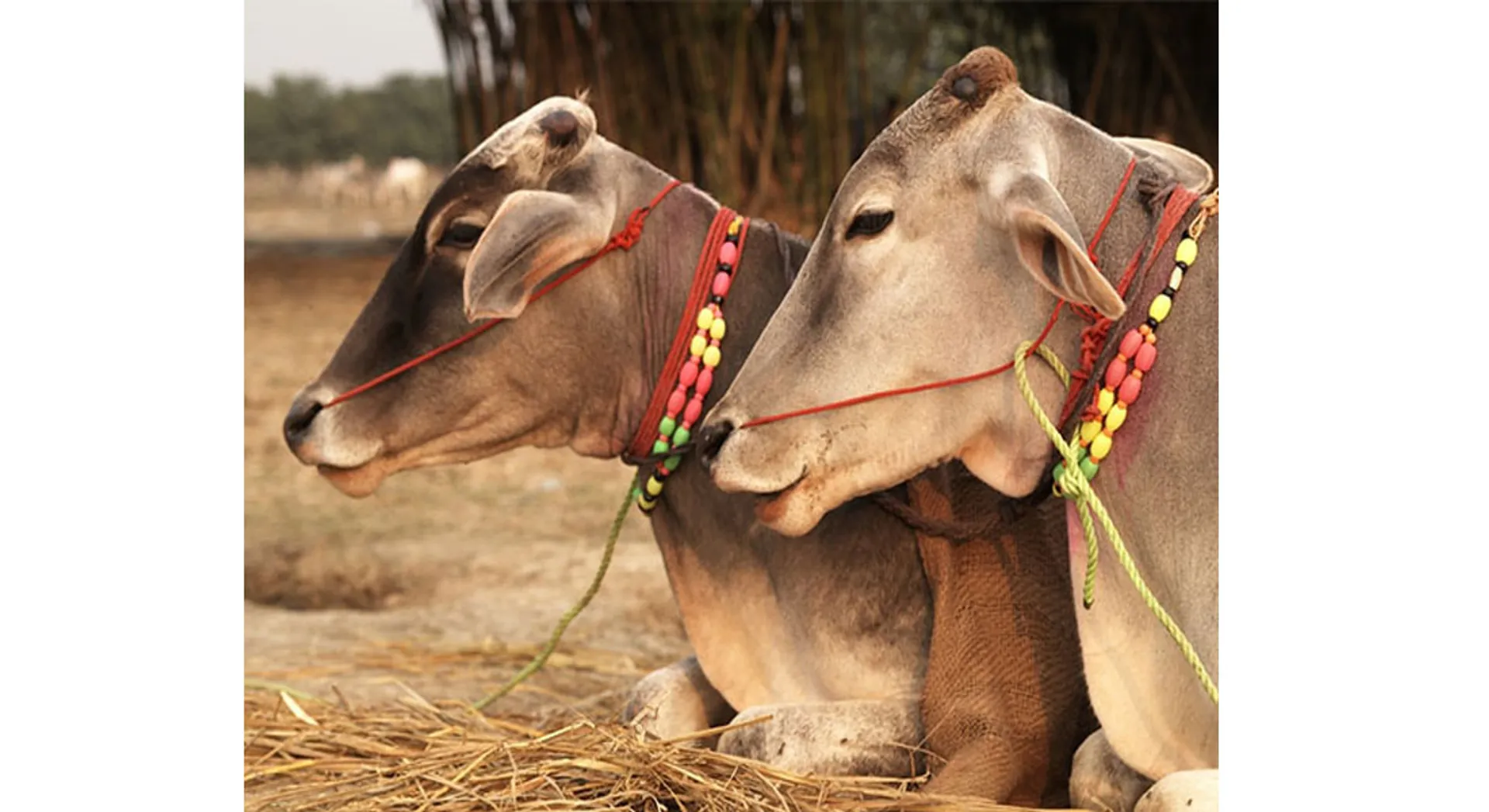 cow