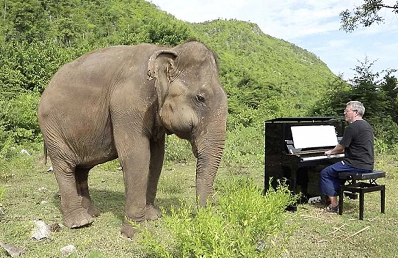 elephant