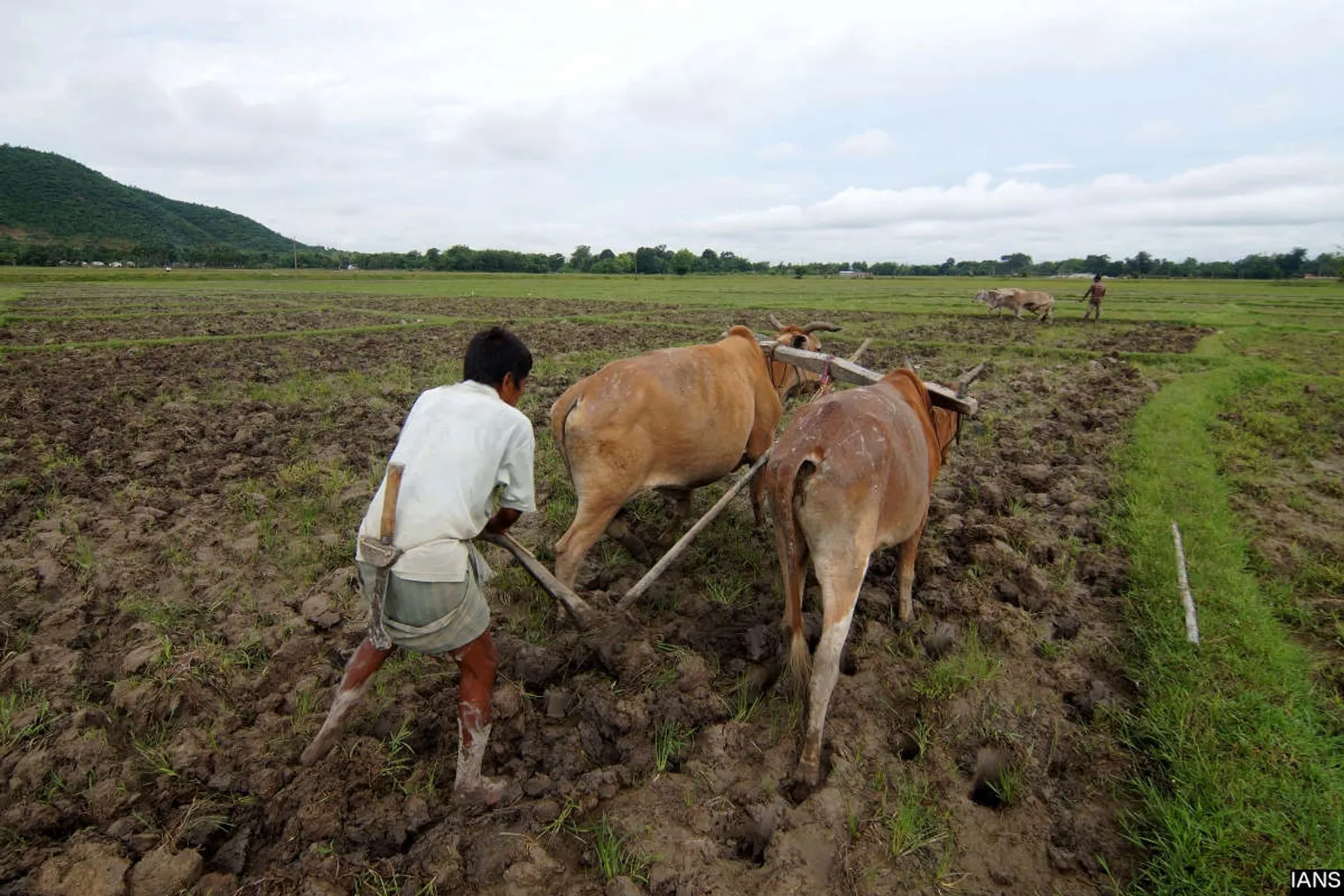 farmer