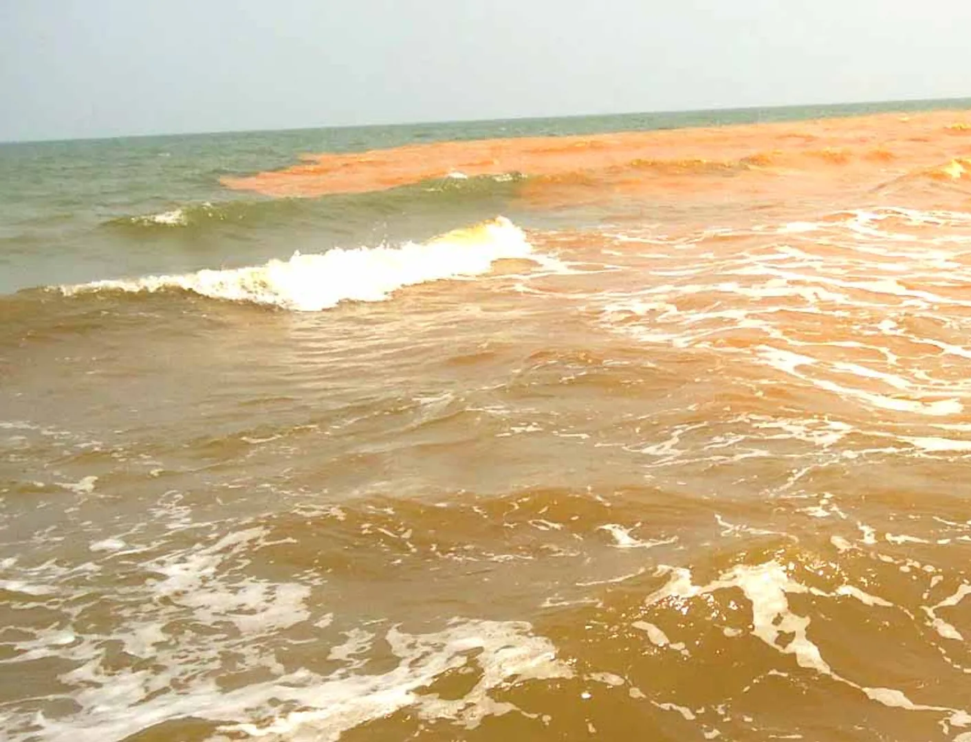 Cauvery water