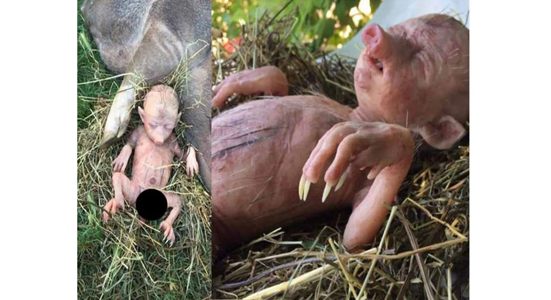 PIG 
