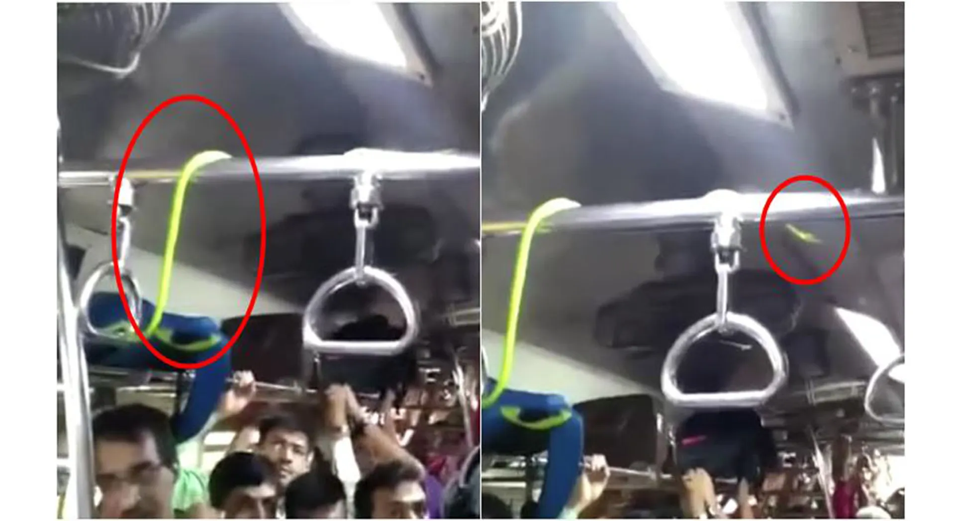 snake in train 