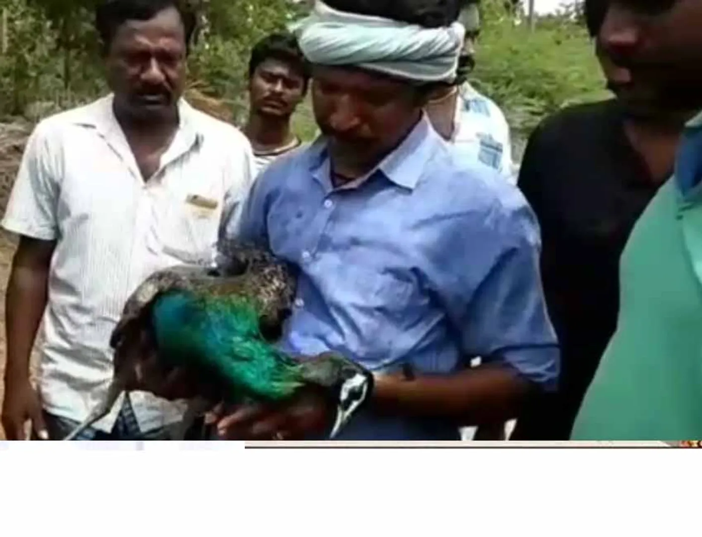 peacocks are dead