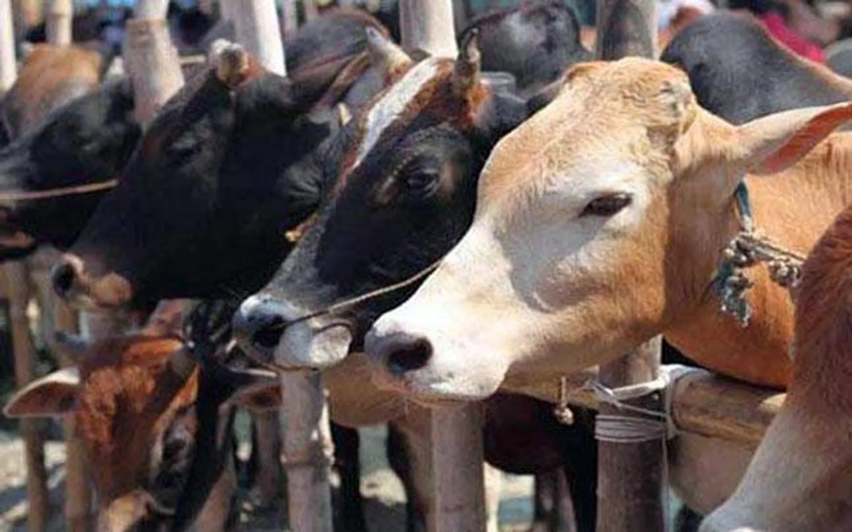 cow