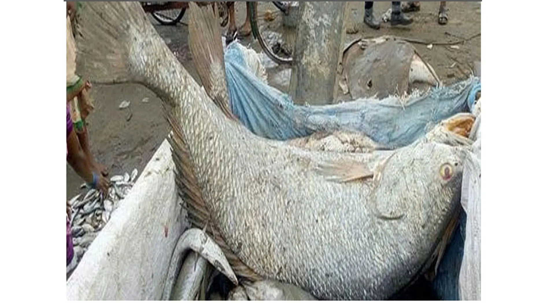 fish