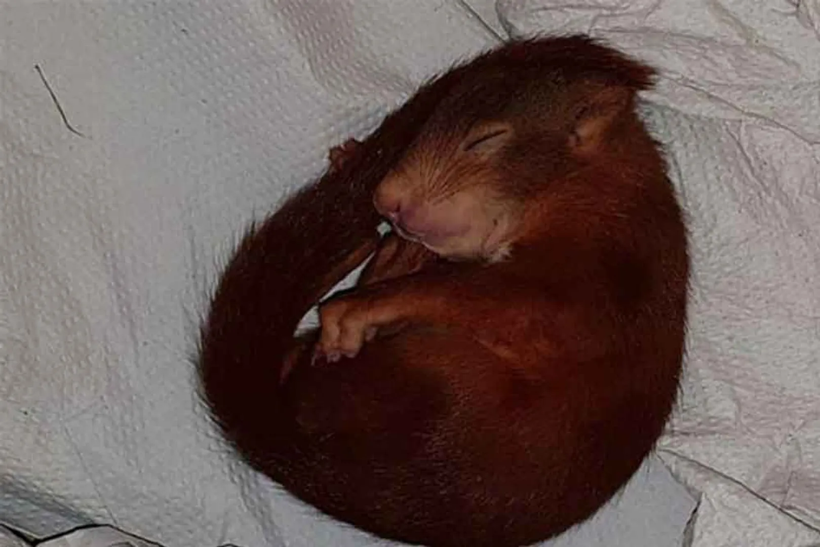 squirrel
