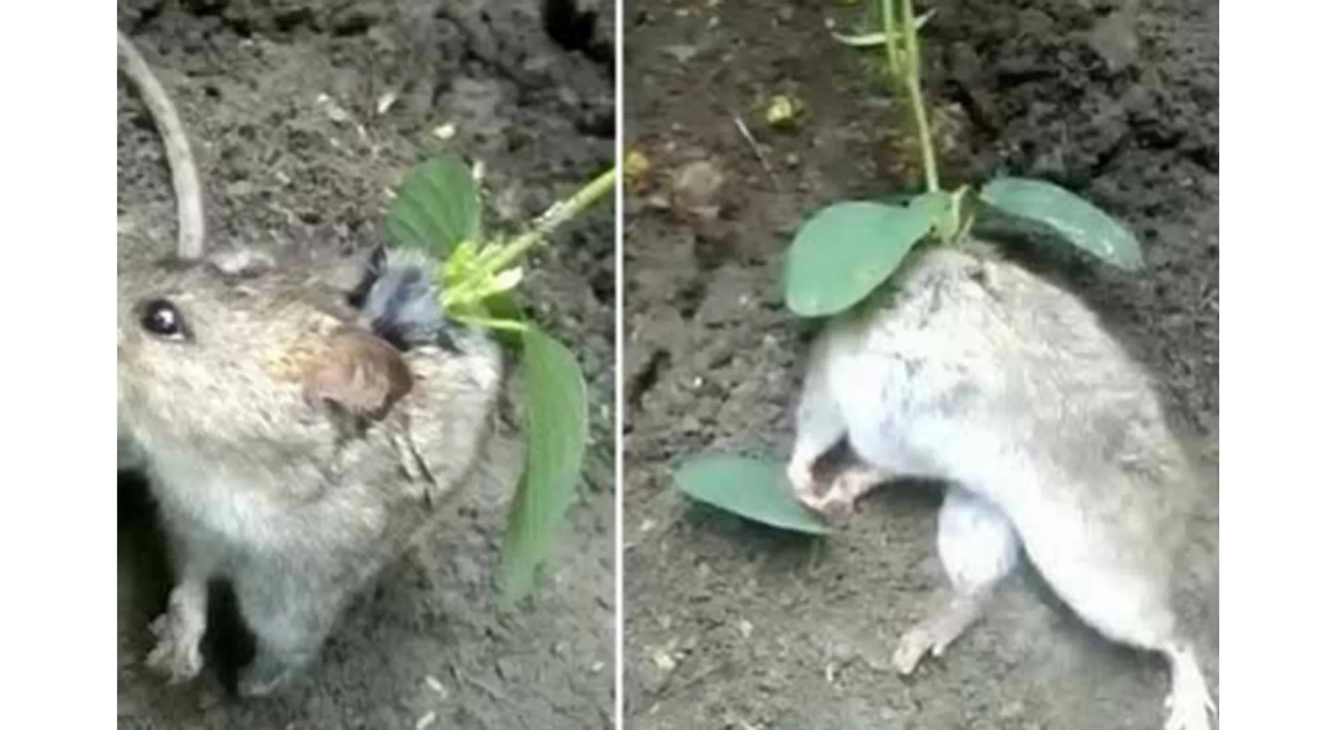 RAT