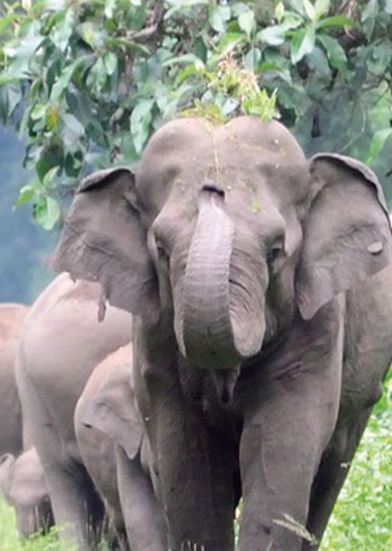 elephant