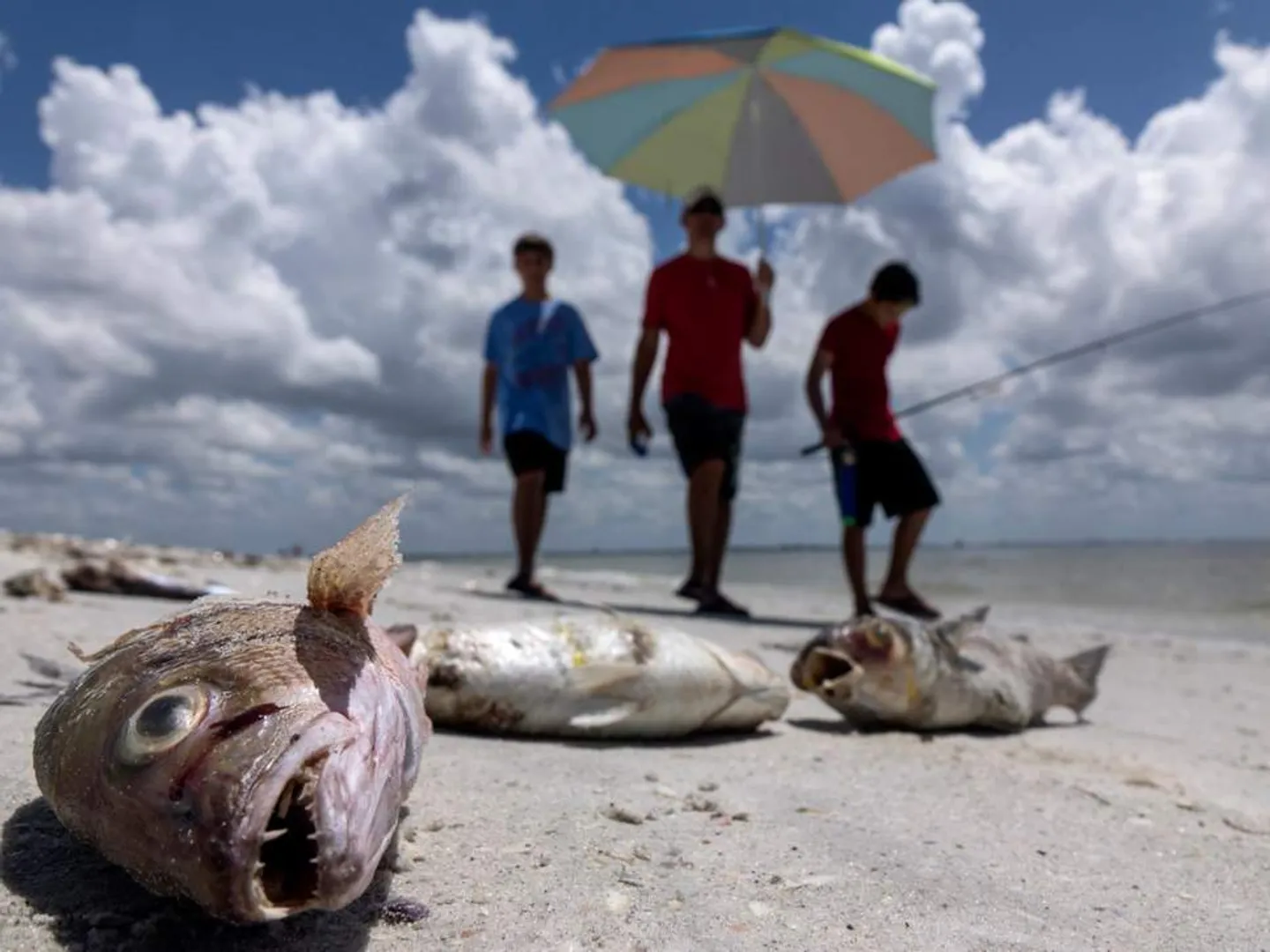 sea fish