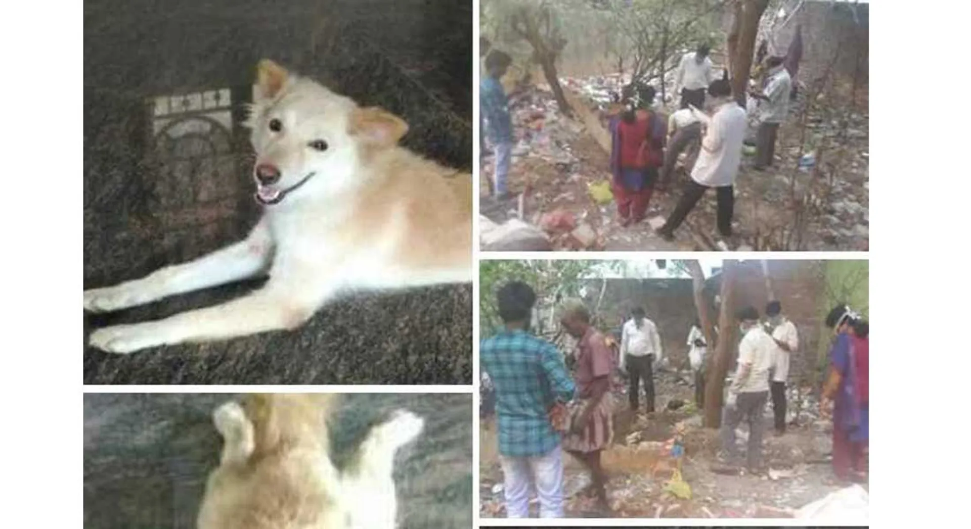 dog