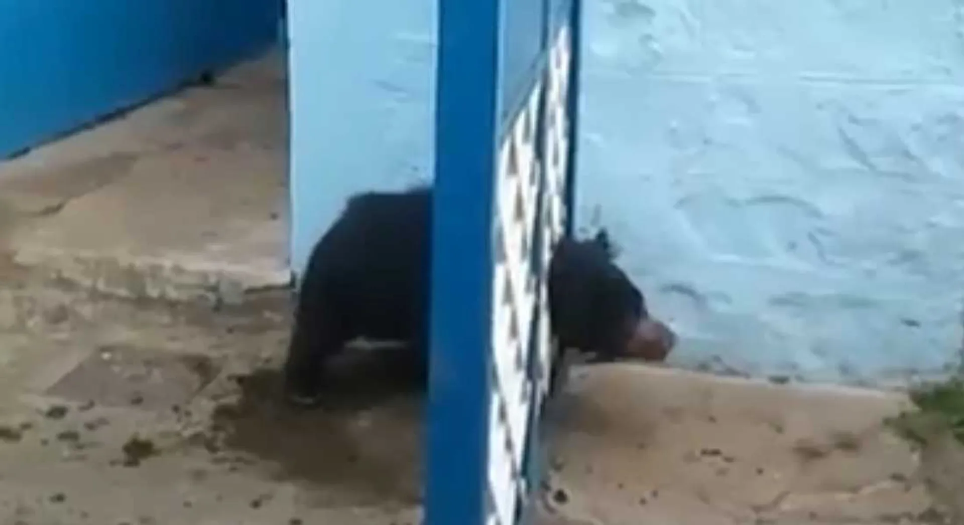 bear