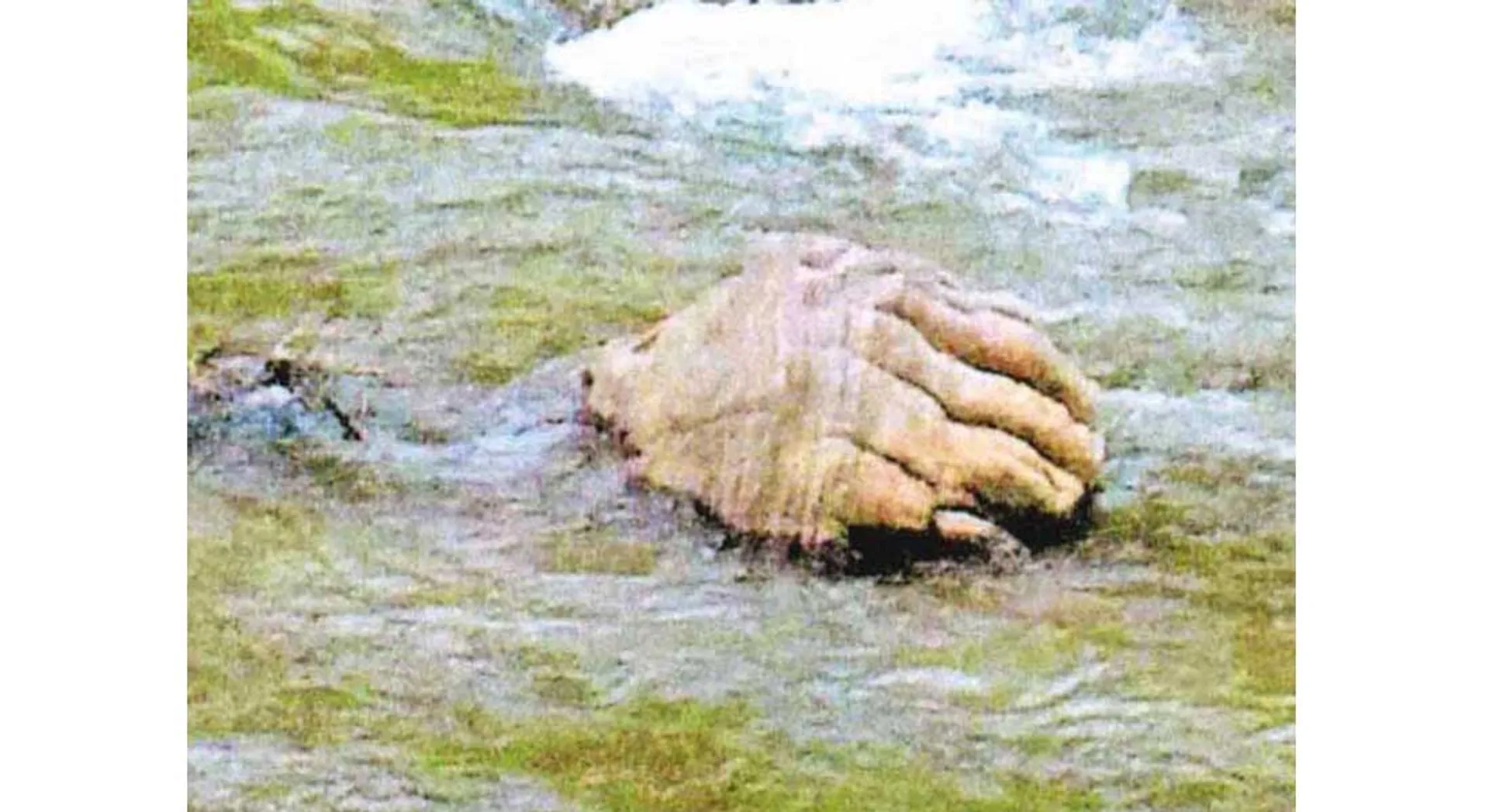 HUMAN HAND 