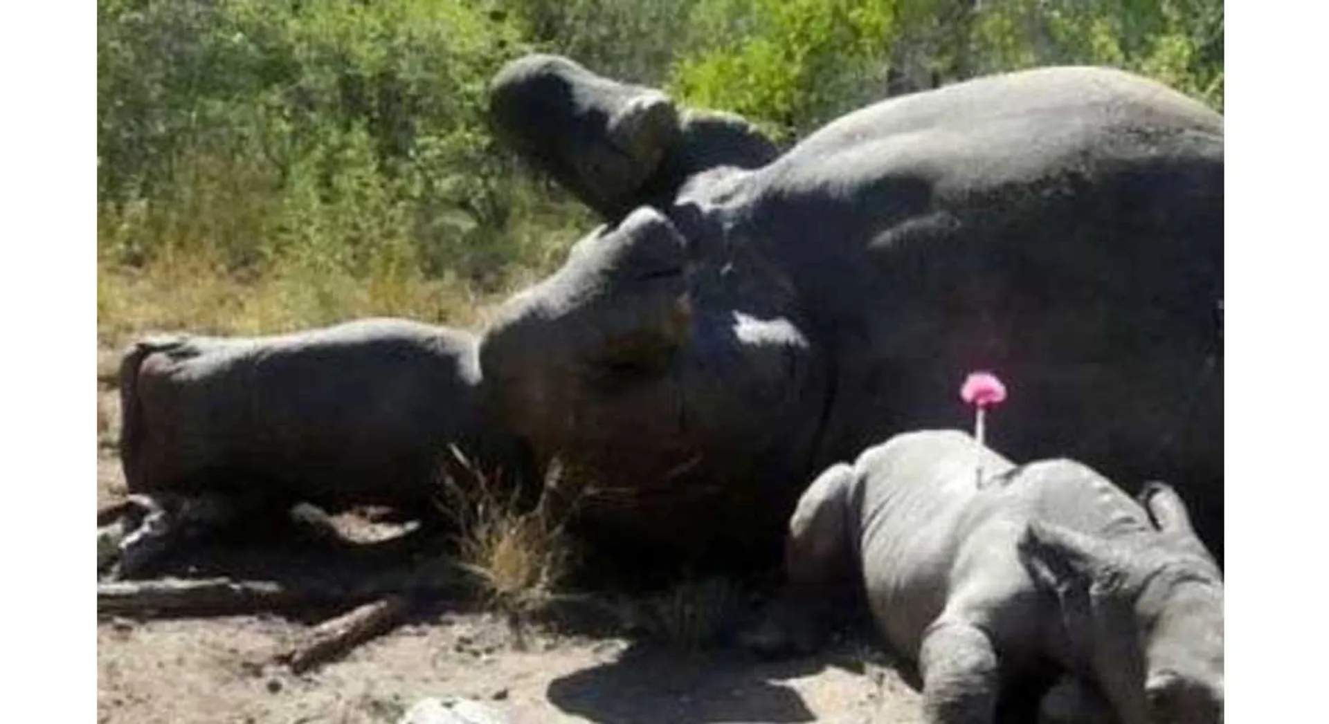 rhino 