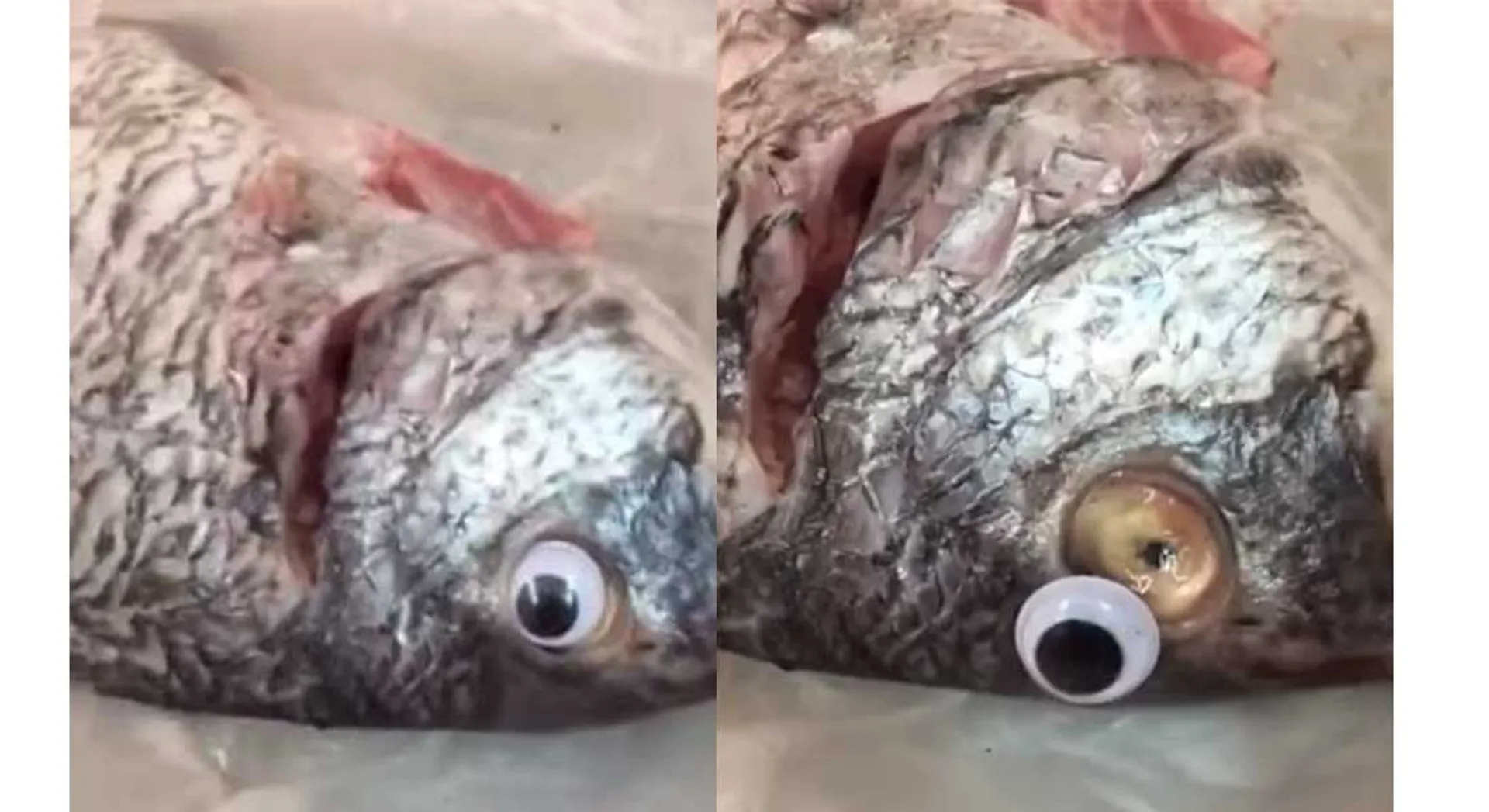 fake fish 